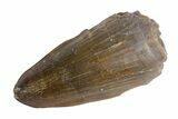 Jurassic Crocodile (Goniopholis?) Tooth - Colorado #162488-1